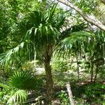 Thrinax radiata Folha