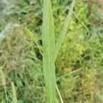 Setaria verticillata برگ