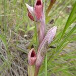 Serapias parviflora Alkat (teljes növény)