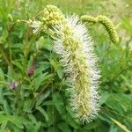 Sanguisorba dodecandra Flower