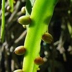 Rhipsalis micrantha Fruit