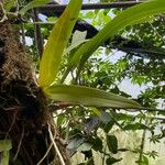 Brassia verrucosa Ліст