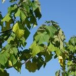 Paulownia tomentosa Vekstform