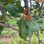 Anacardium occidentale Φύλλο