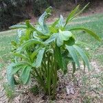 Helleborus viridis Leaf