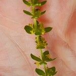 Cruciata glabra Hoja