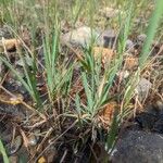 Polypogon viridis Blatt