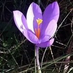 Crocus nudiflorusLorea