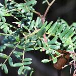 Acacia terminalis Foglia
