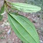 Miconia tschudyoides Leaf