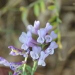 Vicia altissima