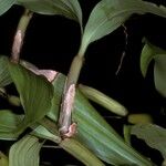Pholidota articulata 樹皮