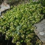 Polycarpon polycarpoides Libunga