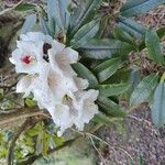 Rhododendron morii Çiçek