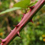 Rubus armeniacus Bark