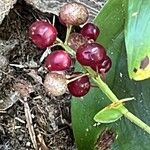 Maianthemum canadenseFruit