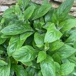 Pentaglottis sempervirens Leaf