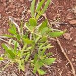 Trichodesma marsabiticum Blatt