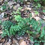 Vicia dumetorum Leaf