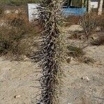 Didierea madagascariensis Habit