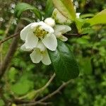 Chaenomeles speciosa Flower