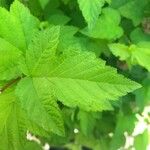 Physocarpus capitatus Leaf