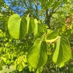 Cercidiphyllum japonicumYaprak