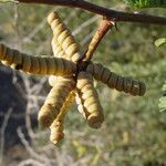 Prosopis pubescens Плод