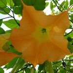 Brugmansia versicolor Floare