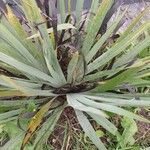 Sisyrinchium striatum Leaf