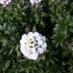 Iberis semperflorens Cvet