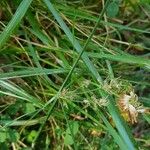 Cyperus longusÇiçek