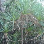 Pandanus spiralis Hoja