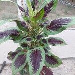 Amaranthus tricolorBlad