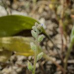 Myosotis minutiflora Fula