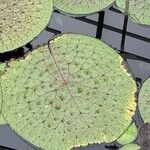 Euryale ferox 葉