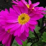 Tanacetum coccineum Bloem