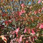 Parrotia persica Συνήθη χαρακτηριστικά