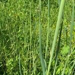 Avena barbata Leaf