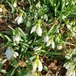 Galanthus elwesii Blüte