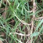 Cenchrus clandestinus Leaf