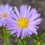 Symphyotrichum novi-belgii Bloem