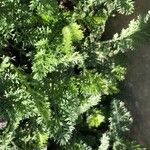 Achillea odorata Blad