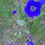 Phacelia parryi Hoja