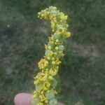 Verbascum nigrumKwiat