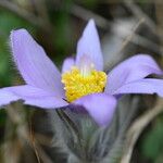 Pulsatilla grandis Flor