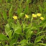 Scorzonera humilis Flor