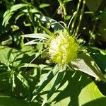 Gomphocarpus physocarpus Fruit