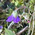 Geranium sylvaticumFlower