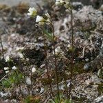 Draba fladnizensis Habit